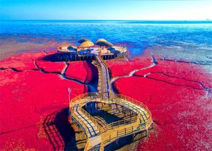 盤錦紅海灘 盤錦紅海灘